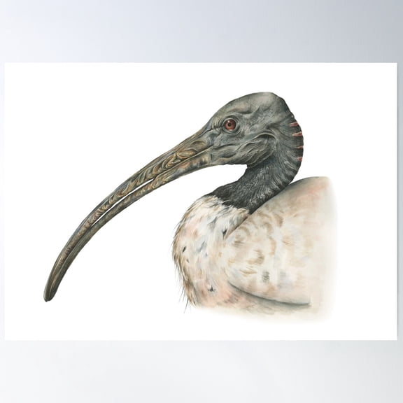 Australian White Ibis Poster Wall Art, Modern Wall Decor For Living Room Bedroom, 8x12 UNFRAMED