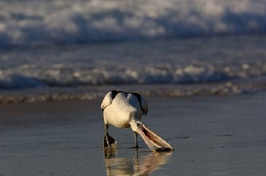 Australian pelican bird Stradbroke Island Australia Canvas Art - Pete Oxford DanitaDelimont (36 x 24)