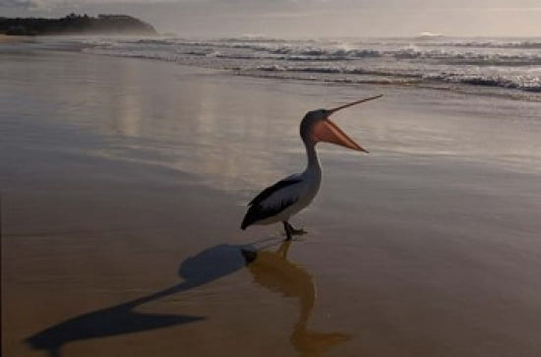 Australian pelican bird on the beach Stradbroke Island Australia Canvas Art - Pete Oxford DanitaDelimont (36 x 24)