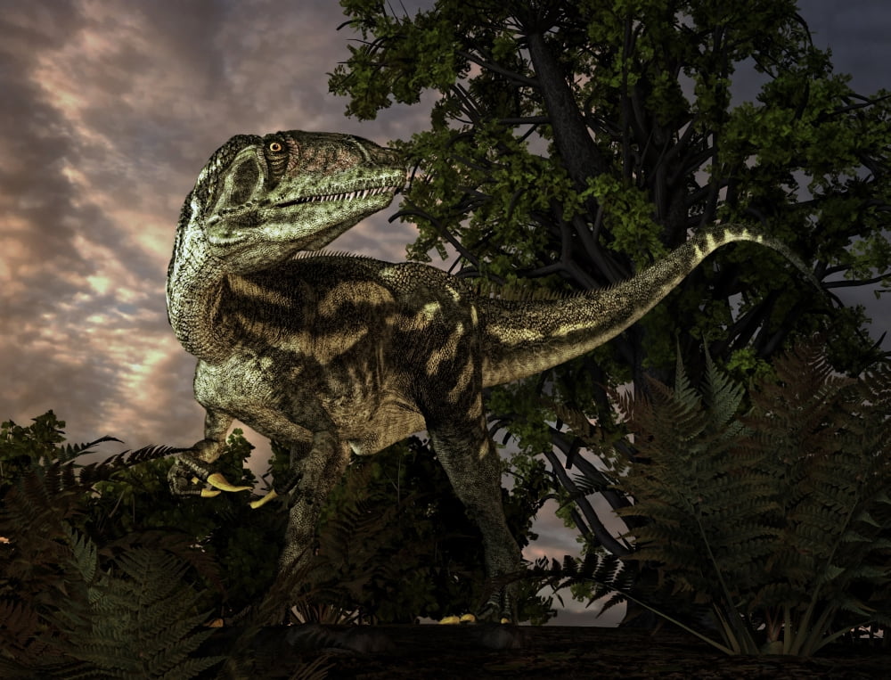 Australovenator was a theropod dinosaur from the Early Cretaceous Period Canvas Art - Philip BrownlowStocktrek Images (17 x 13)