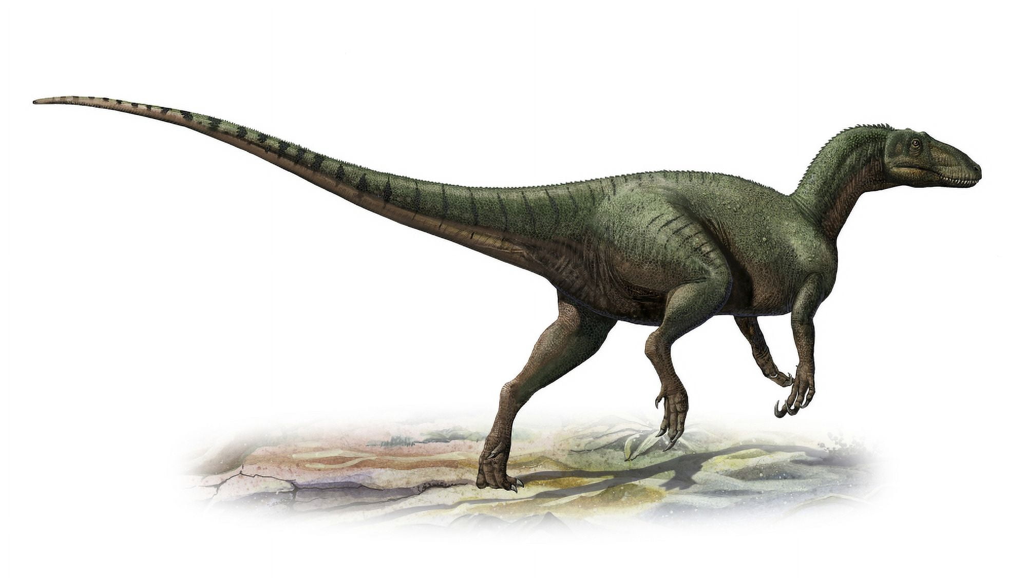 Australovenator wintonensis a prehistoric era dinosaur Canvas Art - Sergey KrasovskiyStocktrek Images (38 x 21)