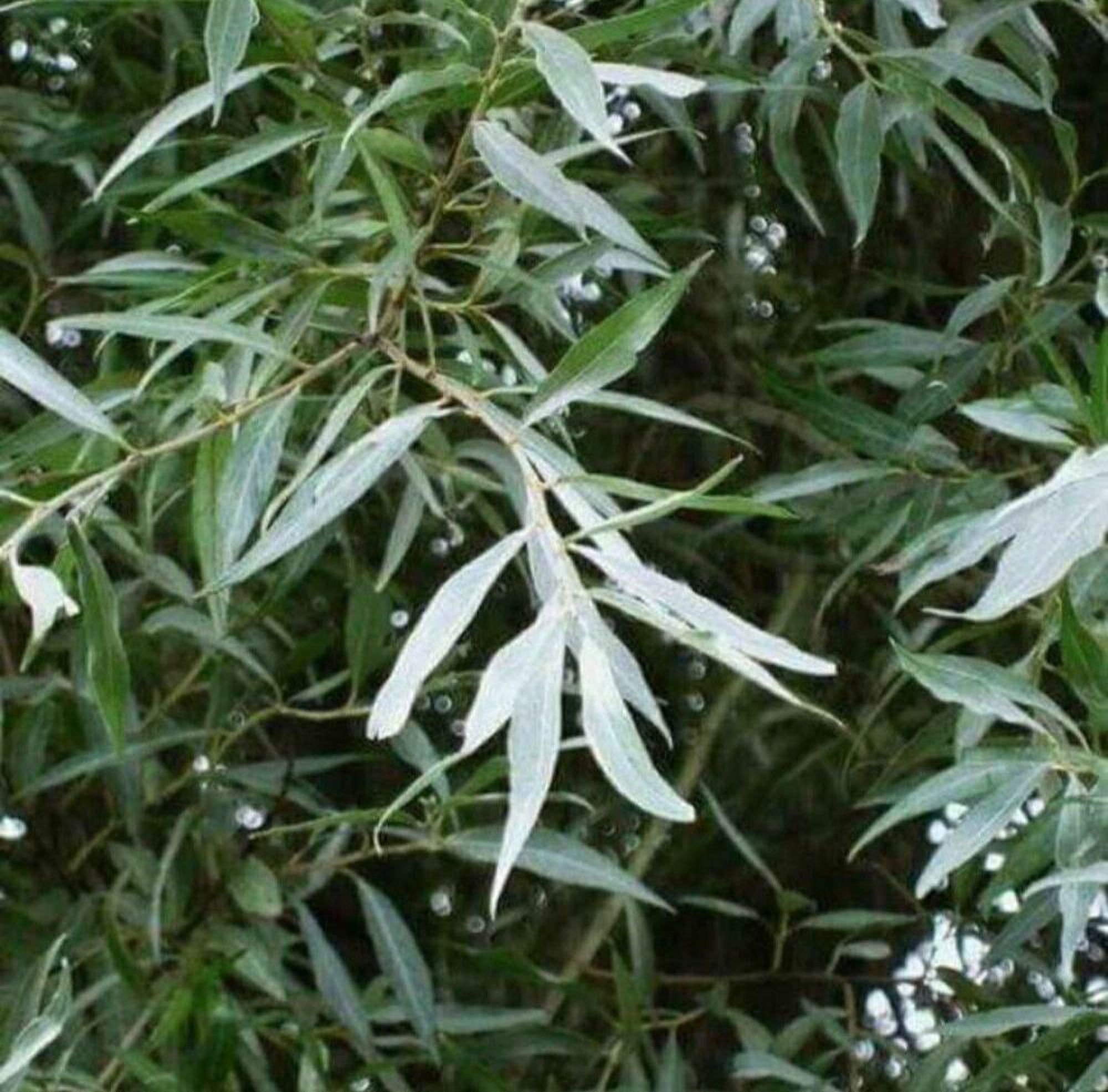 Fast Growing Trees 50 Hybrid Willow Trees – Fast-Growing Austree Plants ...