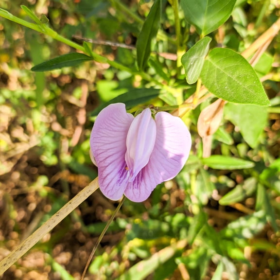 Austrian Winter Peas Cover Crop Seeds - 50 LBS