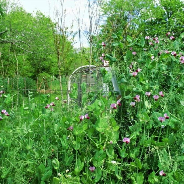 Austrian Winter Peas Seeds Cover Crop Legume Fodder Food Plot NON GMO ...