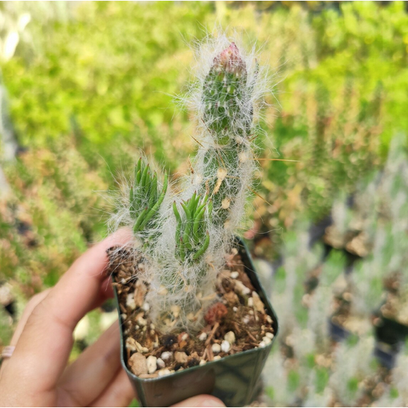 Austrocylindropuntia Vestita Cotton Cactus Succulent Live Plant 2 Inch for Indoor Outdoor Home Office Garden Decor