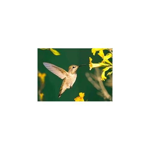 Authentic Card ACA00533ML Anna Hummingbirg 3D Postcard