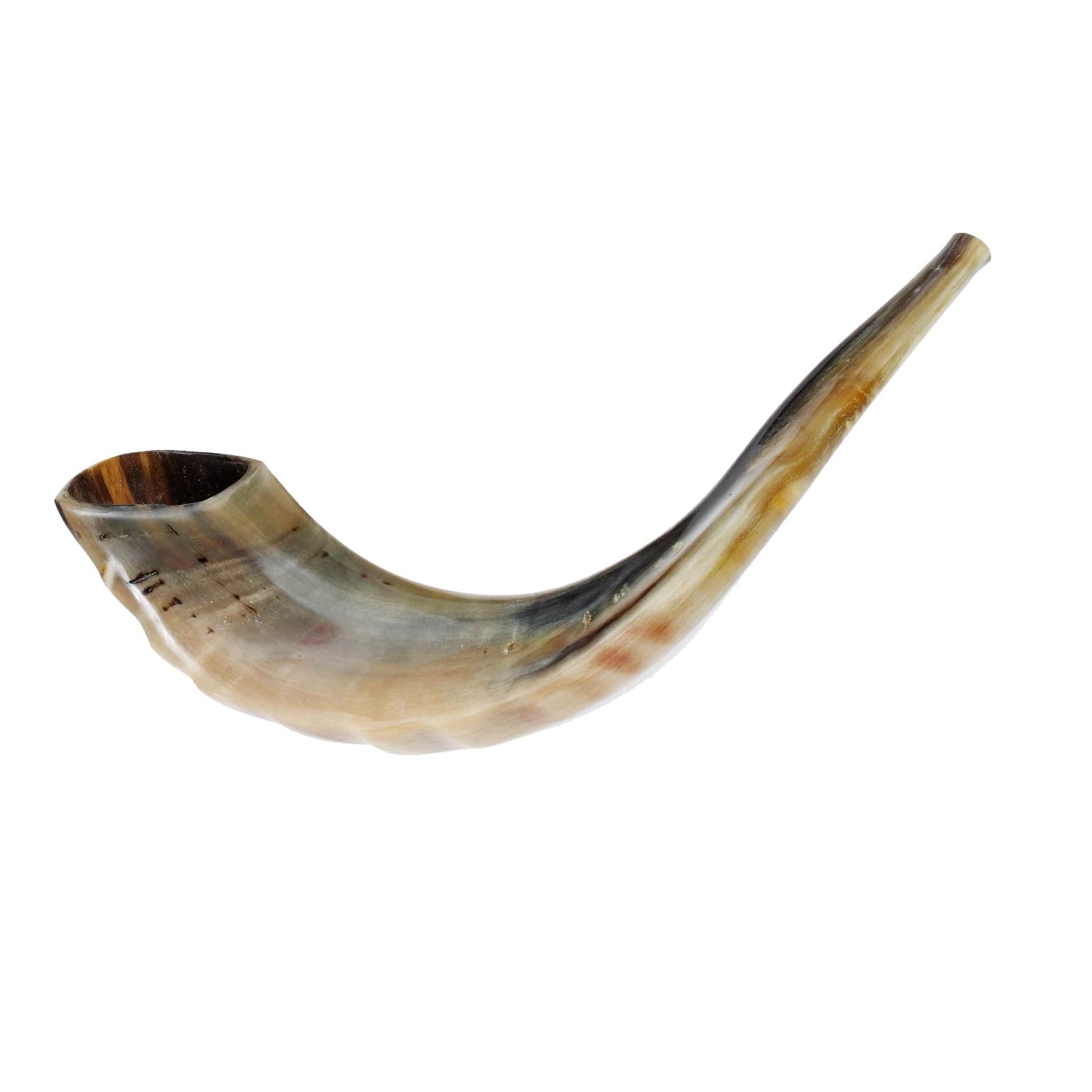 Authentic Certified Kosher Rams Horn Shofar for Rosh Hashanah