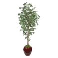 thumbnail image 1 of Autograph Foliages P-70593 - 7 Foot Benjamina Ficus Tree - Green, 1 of 1