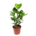 thumbnail image 1 of Autograph Tree - Live Plant in a 4 Inch Grower's Pot - Clusia Rosea Princess - Elegant Tropical Foliage for Your Garden Or Patio, 1 of 7