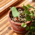 thumbnail image 1 of Automatic Watering Stakes ,Self Watering Bird Shaped Irrigation Device ,Plastic and Porous Clay Finish ,Indoor Potted Plant Care and Home Garden Hydration,6.54 in., 1 of 6