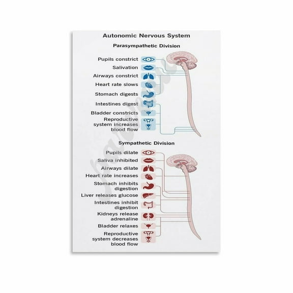 The Autonomic Nervous System Alternative, Spinal And Vagus Nerve Chart Poster, Medical Knowledge Educational Poster (1) Canvas Painting Posters And Prints Wall Art for Living Room Bedroom Decor