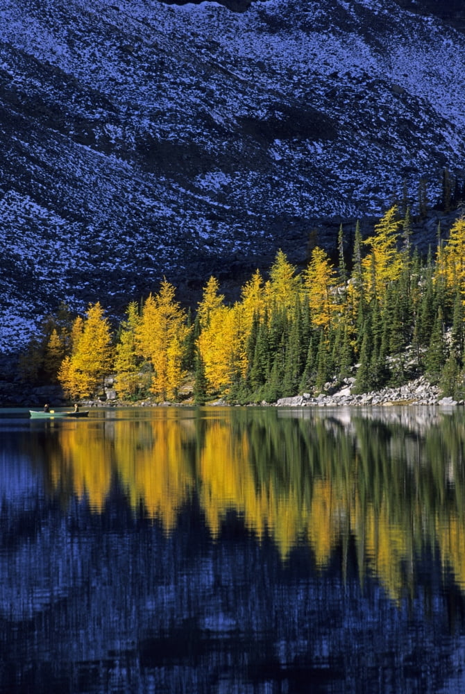 Autumn Alpine Larch Trees Lake Agnes Banff National Park Canvas Art - John Sylvester Design Pics (22 x 34)