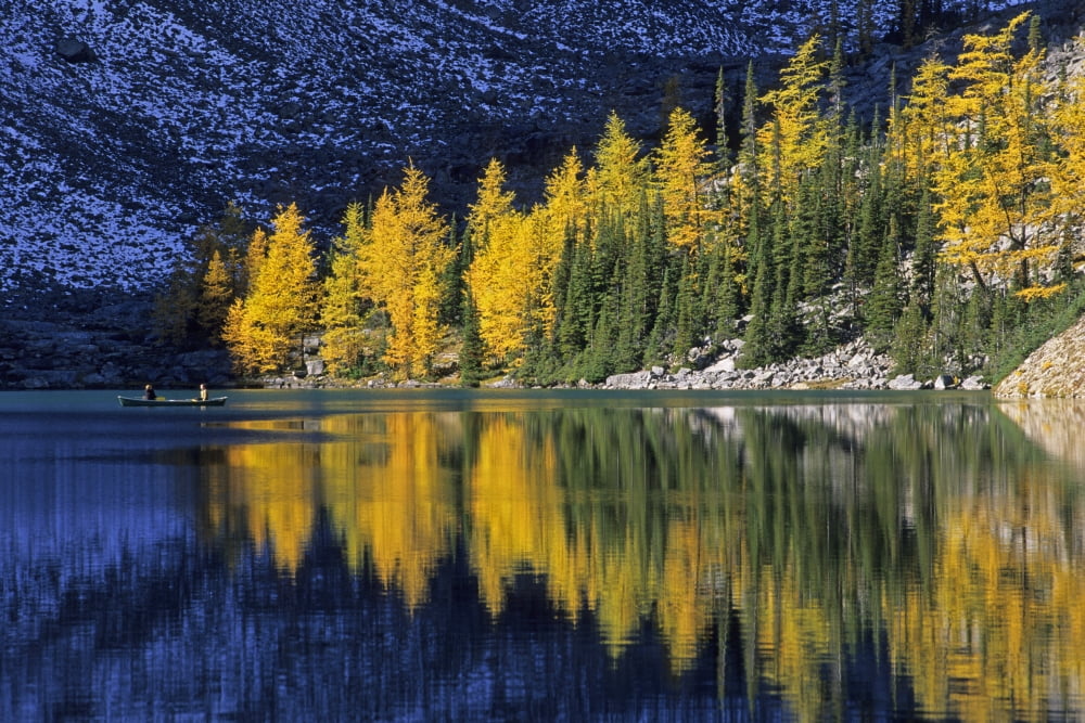Autumn Alpine Larch Trees Lake Agnes Banff National Park Canvas Art - John Sylvester Design Pics (34 x 22)