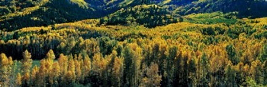 Autumn Aspens Colorado USA Canvas Art - Panoramic Images (18 x 6)
