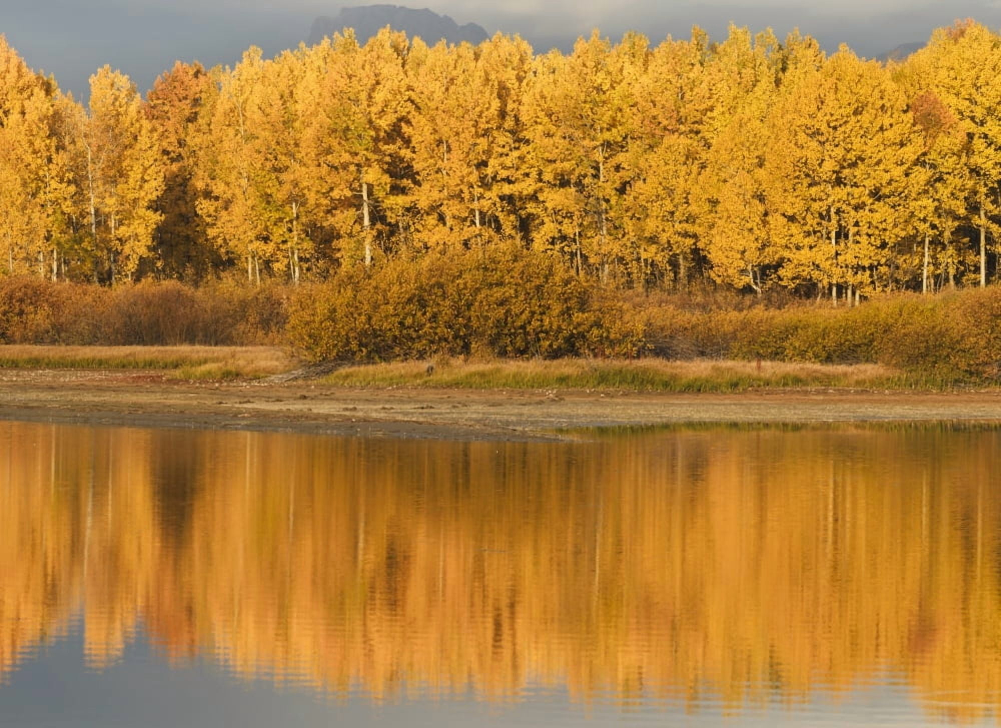 Autumn Aspens Reflected In Snake River Wyoming United States Of America Canvas Art - David Ponton Design Pics (18 x 13)