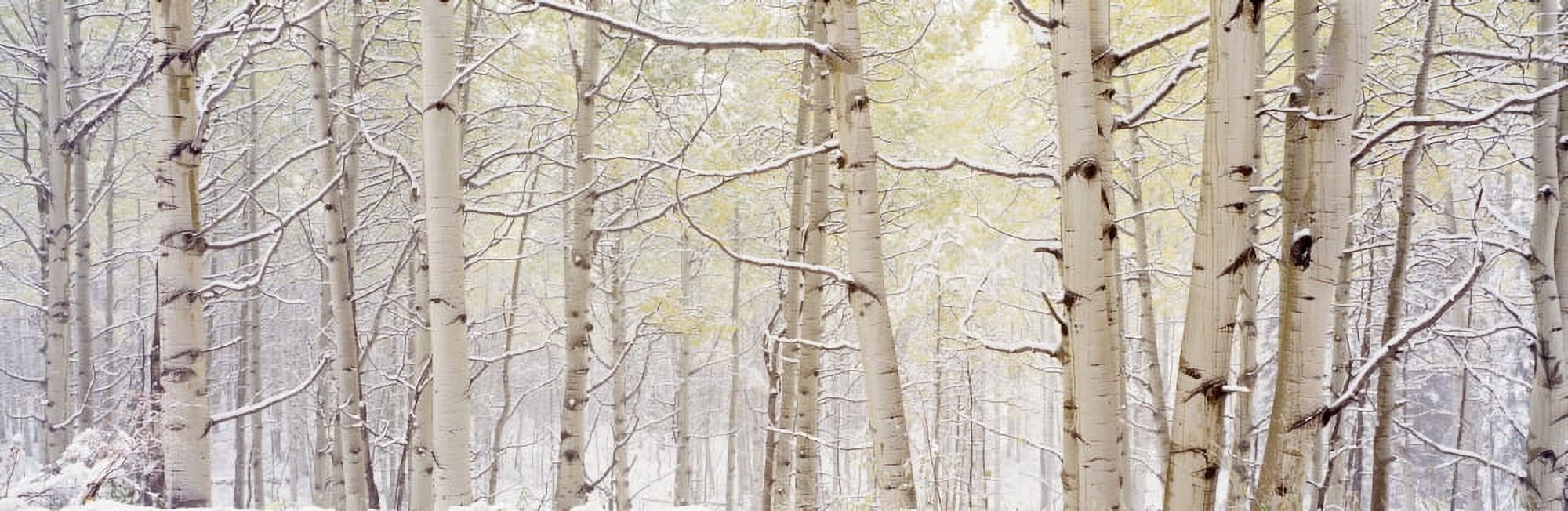 Autumn Aspens With Snow Colorado USA Canvas Art - Panoramic Images (27 x 9)