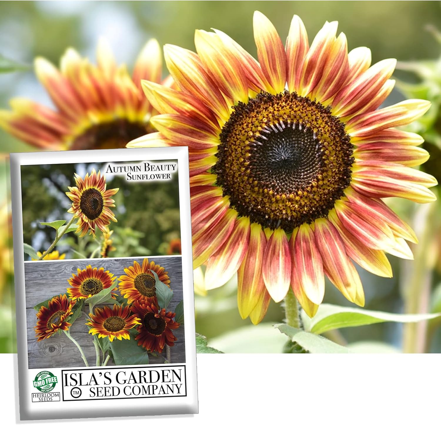 Autumn Beauty Sunflower Seeds - 150+ Heirloom Non-GMO Seeds | Easy to Grow Vibrant Fall Blooms, Perfect for Pollinator Gardens & Cut Flowers | (Isla's Garden Seeds)