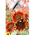 thumbnail image 1 of Autumn Beauty Sunflower Seeds for Planting | 50+ Seeds | Vibrant Fall Colors, Late Season Sunflowers | Stunning Fall Colors, 1 of 2