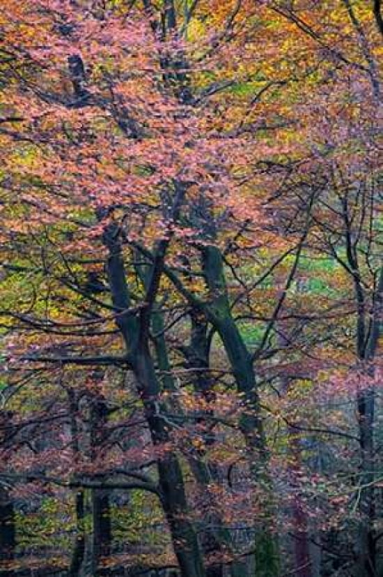 Autumn Beech Canvas Art - Cora Niele (12 x 18)