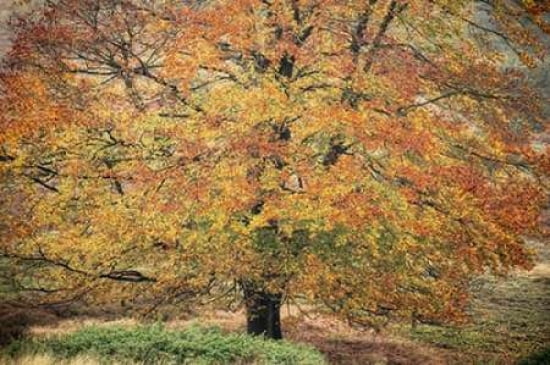 Autumn Beech Canvas Art - Cora Niele (24 x 36)