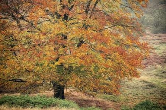 Autumn Beech II Canvas Art - Cora Niele (24 x 36)