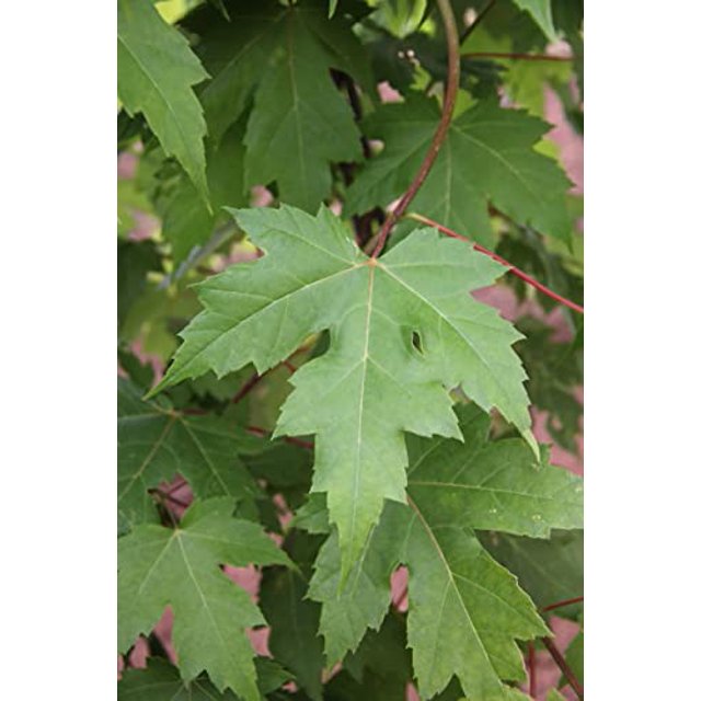 Autumn Blaze Maple Tree 1 Gallon, Established Roots Potted Acer x