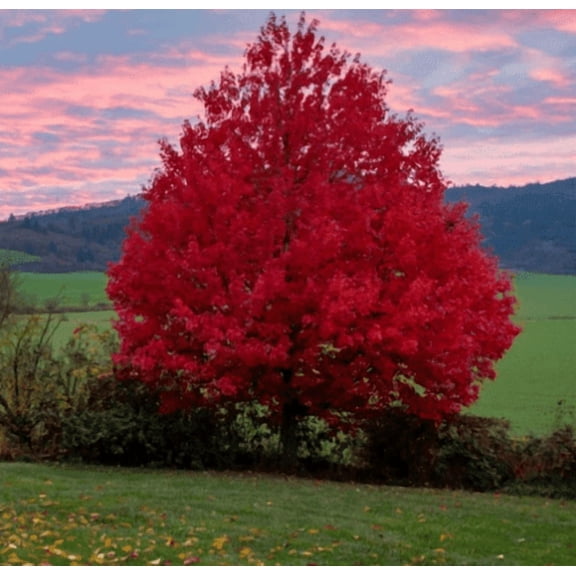 Autumn Blaze Maple Tree Live for Planting, Freeman Maple Tree Live for Large Outdoor Landscape Garden Tree 1 to 2 Feet Tall in Quart Pot