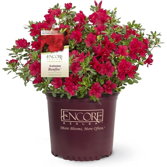 Autumn Bonfire Azalea in 1 Gal. Grower's Pot | Compact, Red Ornamental Flowering Shrub | Blooms Spring through Fall