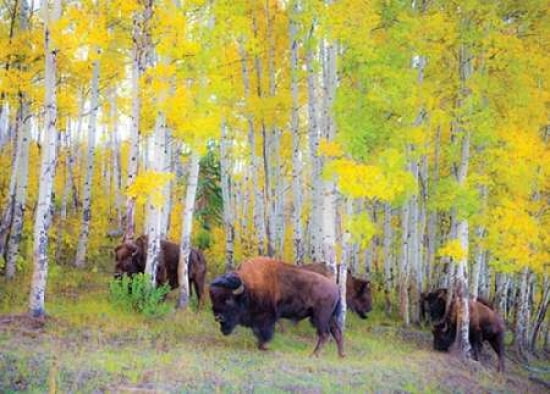 Autumn Buffs Canvas Art - Gary Crandall (18 x 24)