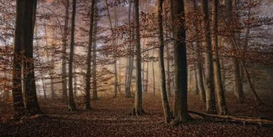 Autumn Canvas Art - Norbert Maier (24 x 48)