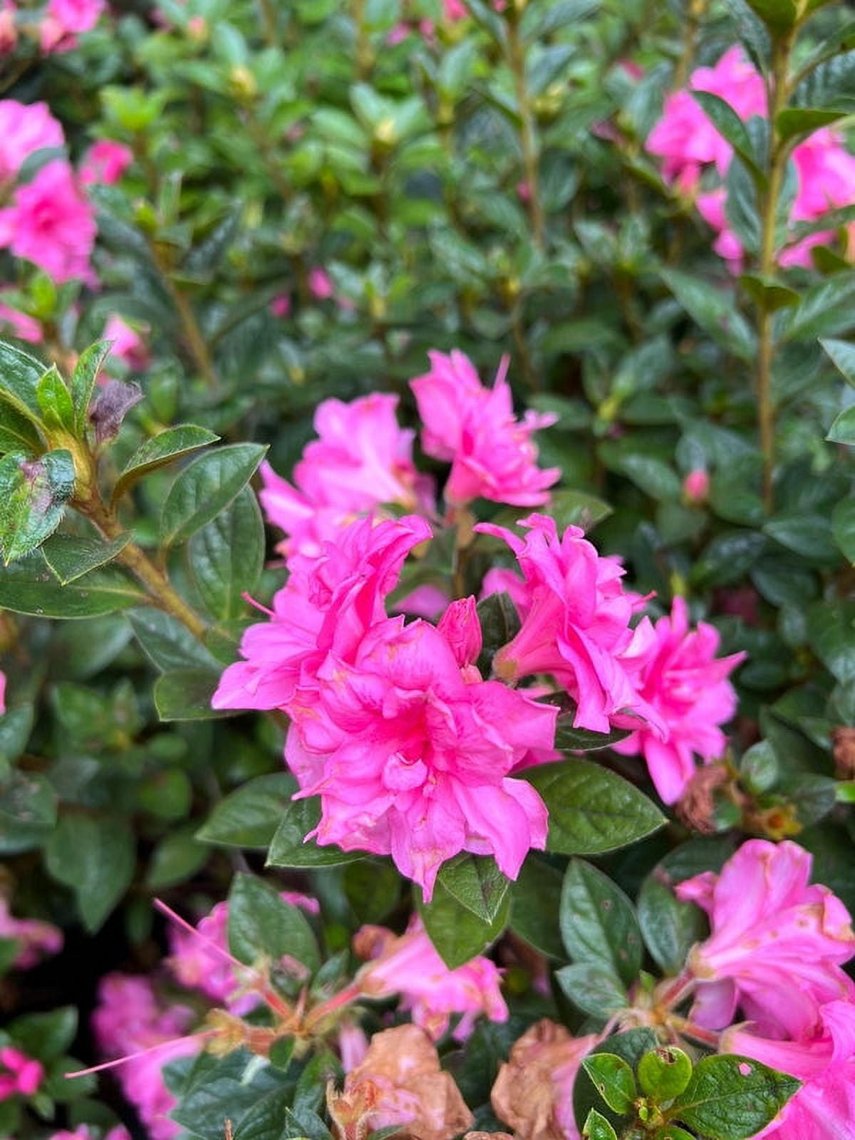 Autumn Carnation Encore Azalea 3 Gallon Compact Azalea, SemiDouble