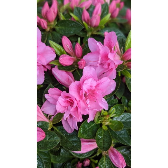 Autumn Carnation® Reblooming Azalea