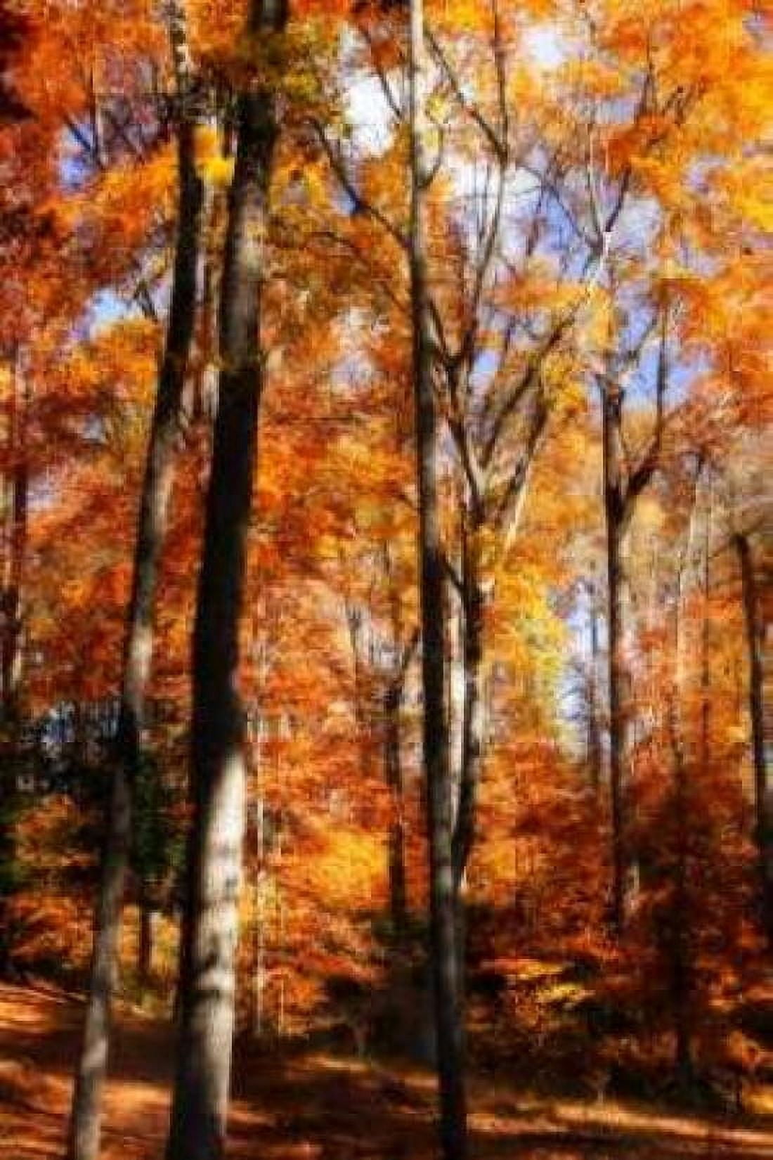 Autumn Cathedral I Canvas Art - Alan Hausenflock (20 x 28)
