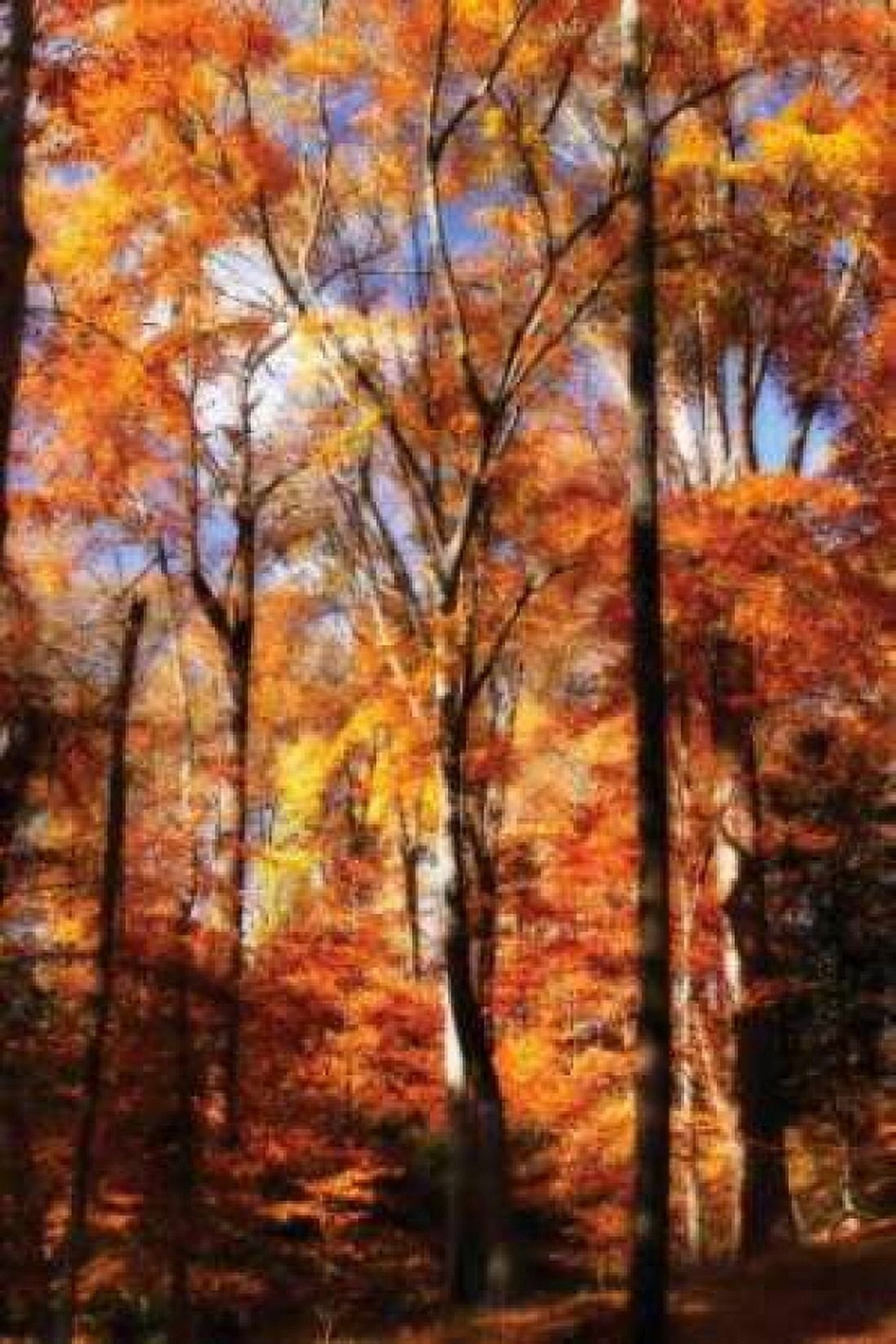 Autumn Cathedral II Canvas Art - Alan Hausenflock (20 x 28)