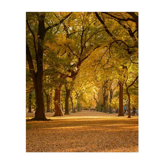 Autumn in Central Park, New York 02 - Manhattan New York Photography Autumn Nature Forest Scenic Landscape Botanical Rustic Unframed Wall Art Print 6 x 8 inches
