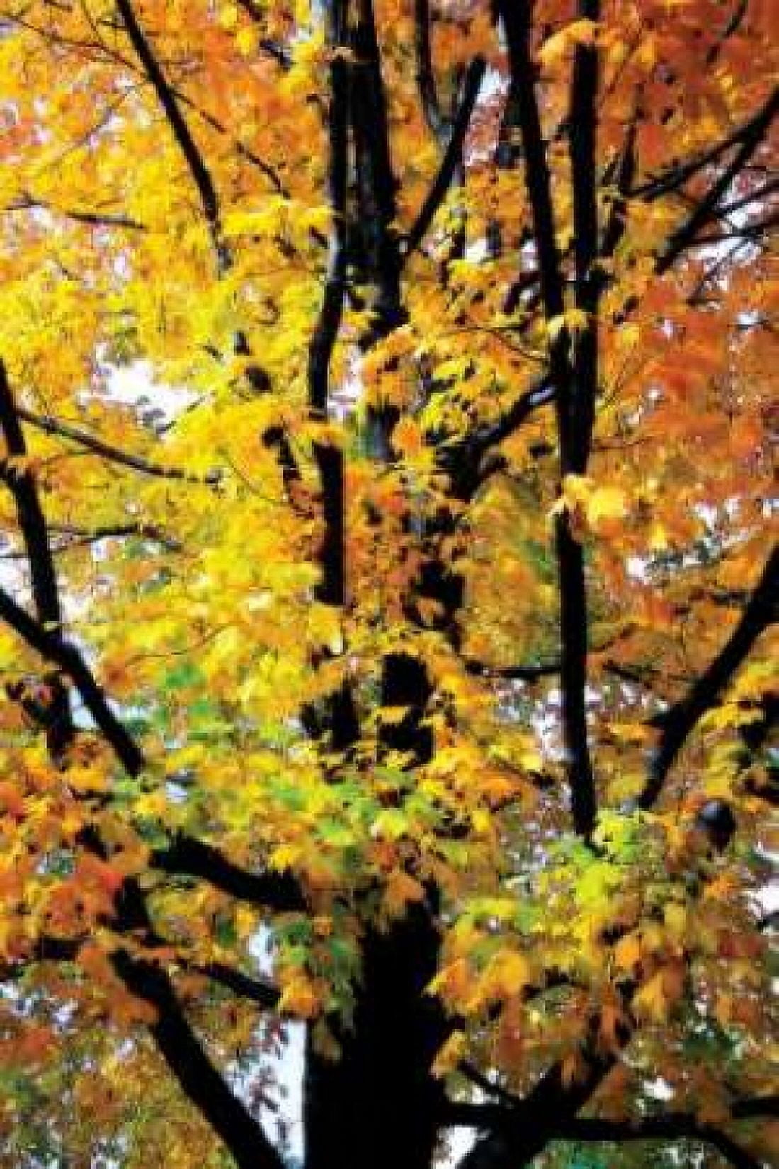 Autumn Color I Canvas Art - Alan Hausenflock (12 x 18)