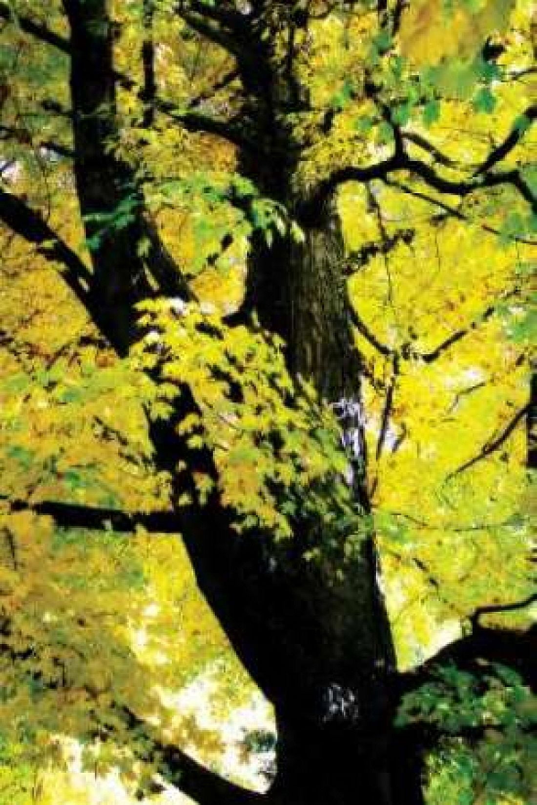 Autumn Color II Canvas Art - Alan Hausenflock (24 x 36)