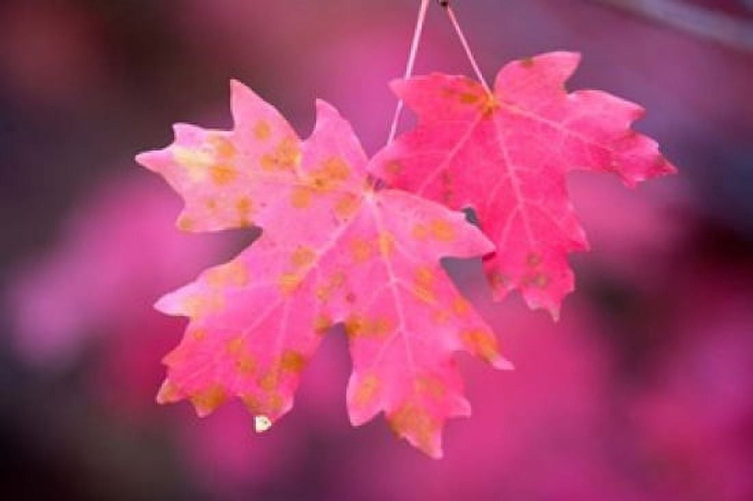 Autumn Color Maple Tree Leaves Canvas Art - Panoramic Images (18 x 12)