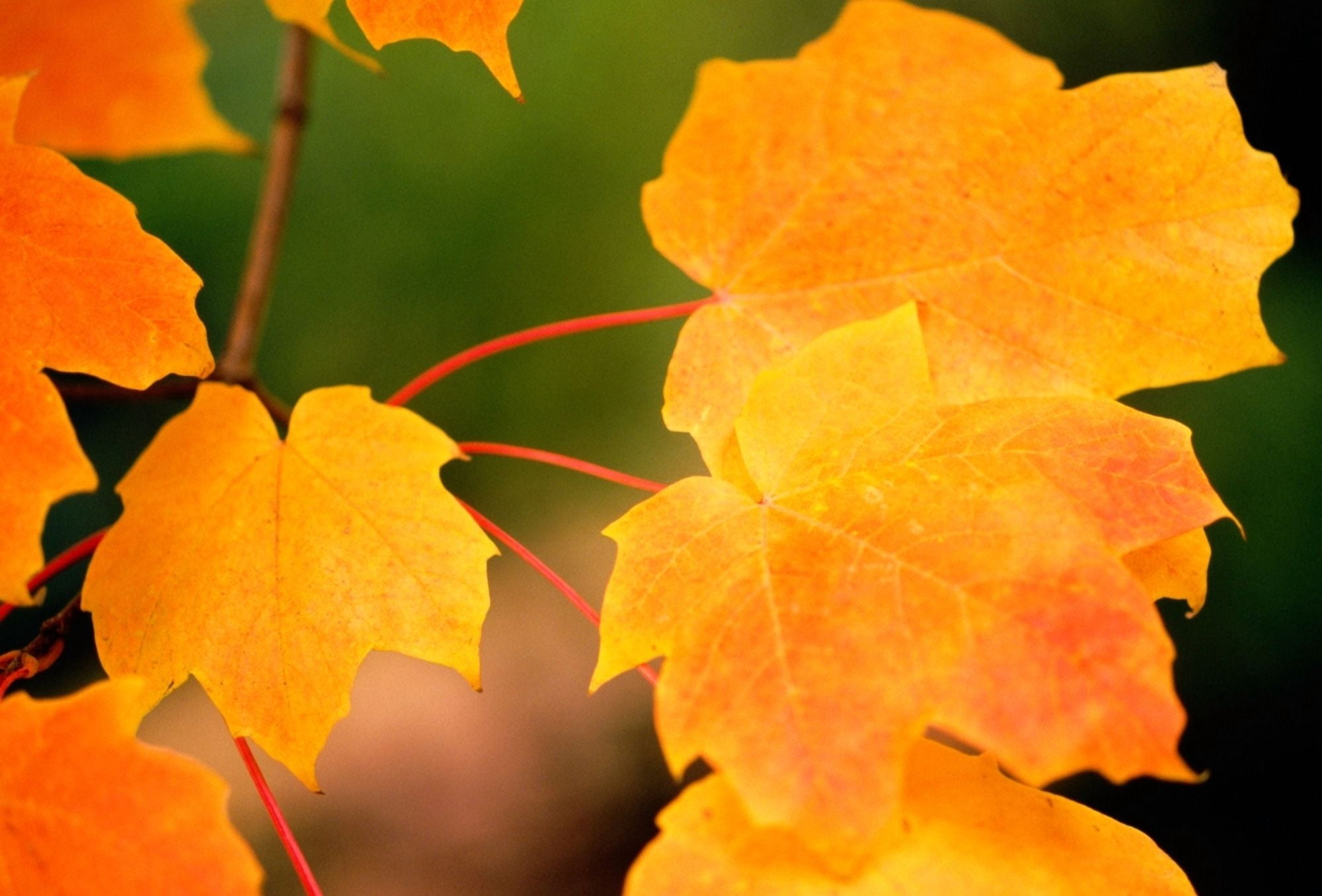 Autumn Color Maple Tree Leaves Canvas Art - Panoramic Images (9 x 27)