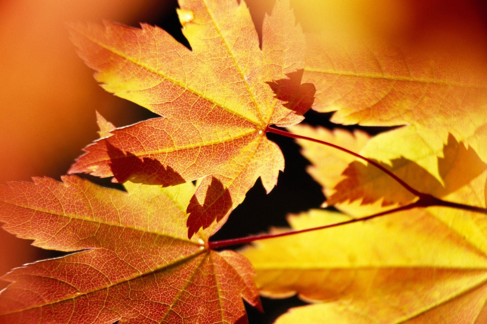 Autumn Color Vine Maple Tree Leaves Canvas Art - Panoramic Images (27 x 9)