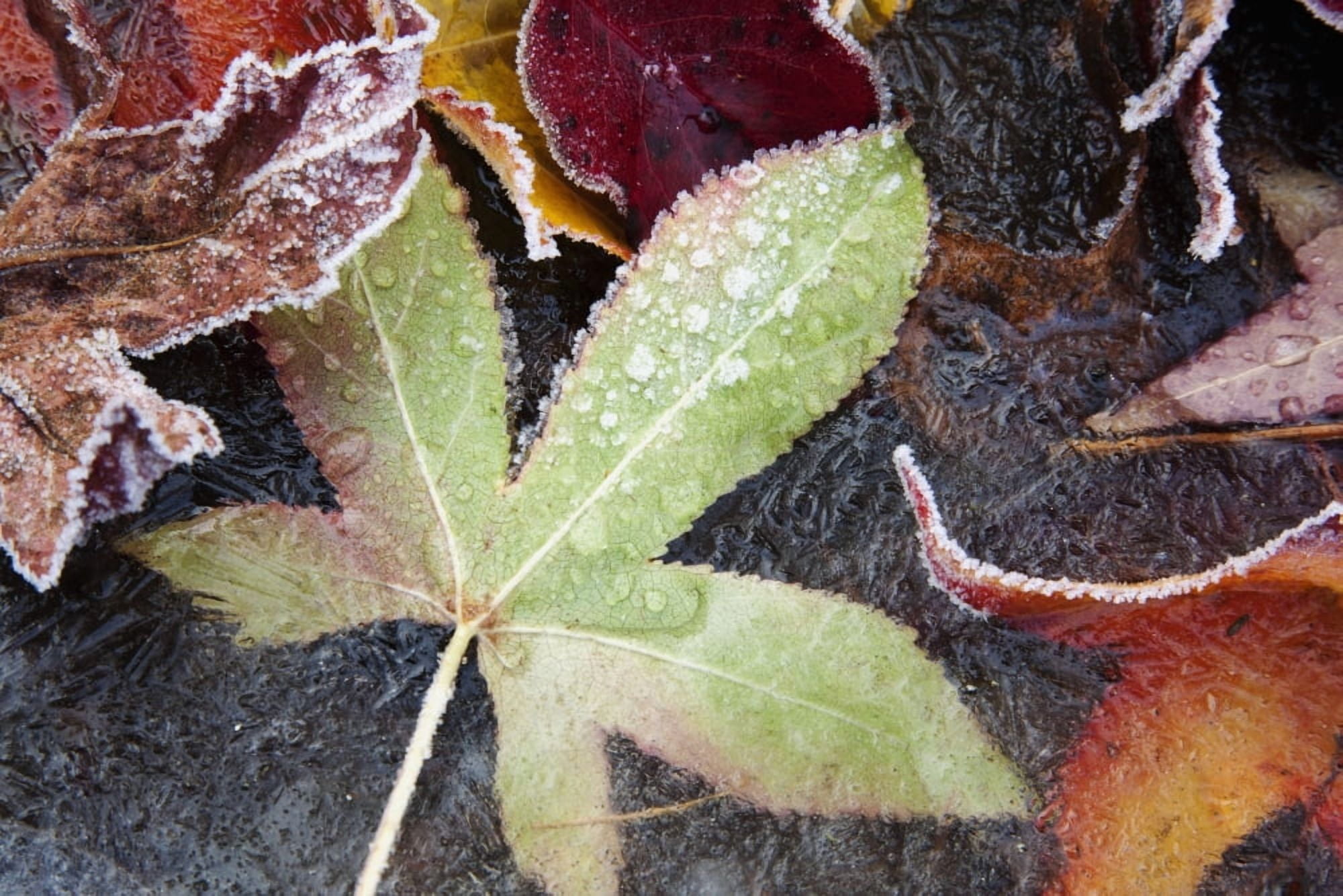 Autumn Colored Leaves Frozen In A Creek Canvas Art - Craig Tuttle Design Pics (19 x 12)