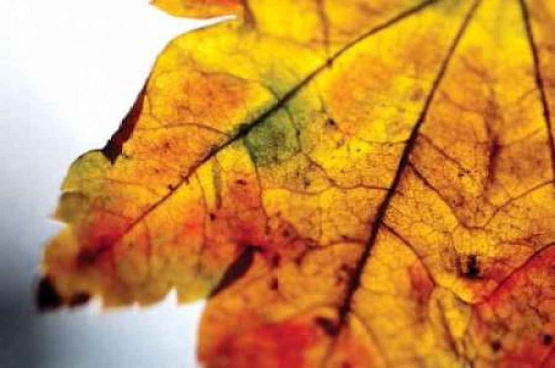 Autumn Colors I Canvas Art - Erin Berzel (20 x 28)