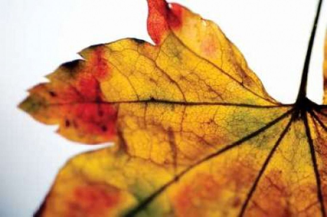 Autumn Colors II Canvas Art - Erin Berzel (12 x 18)