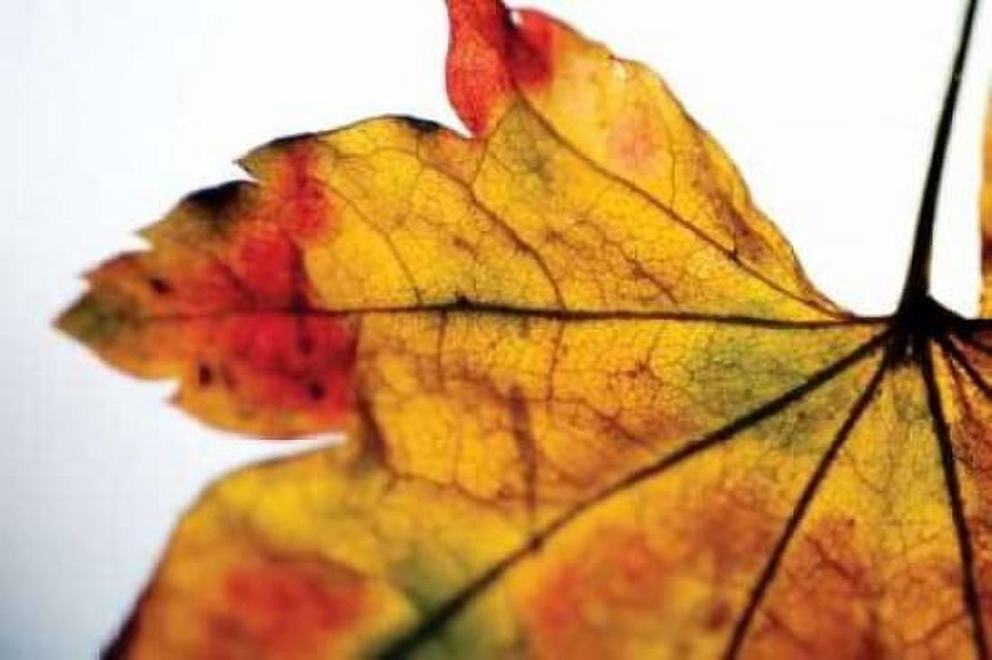 Autumn Colors II Canvas Art - Erin Berzel (24 x 36)