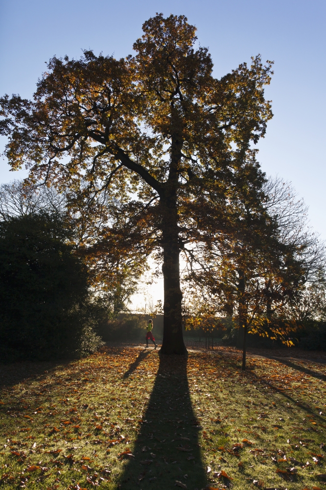 Autumn Colors In Greenwich Park With Back-Lit Tree Greenwich London England Uk Canvas Art - Doug McKinlay Design Pics (12 x 19)