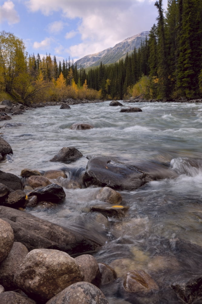 Autumn Colors On Maligne River Jasper National Park Alberta Canvas Art - Dan Jurak Design Pics (11 x 17)