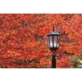 thumbnail image 1 of Autumn Colors On The Leaves & A Light Post - Portland, Oregon, United States of America Poster Print, 19 x 12, 1 of 1