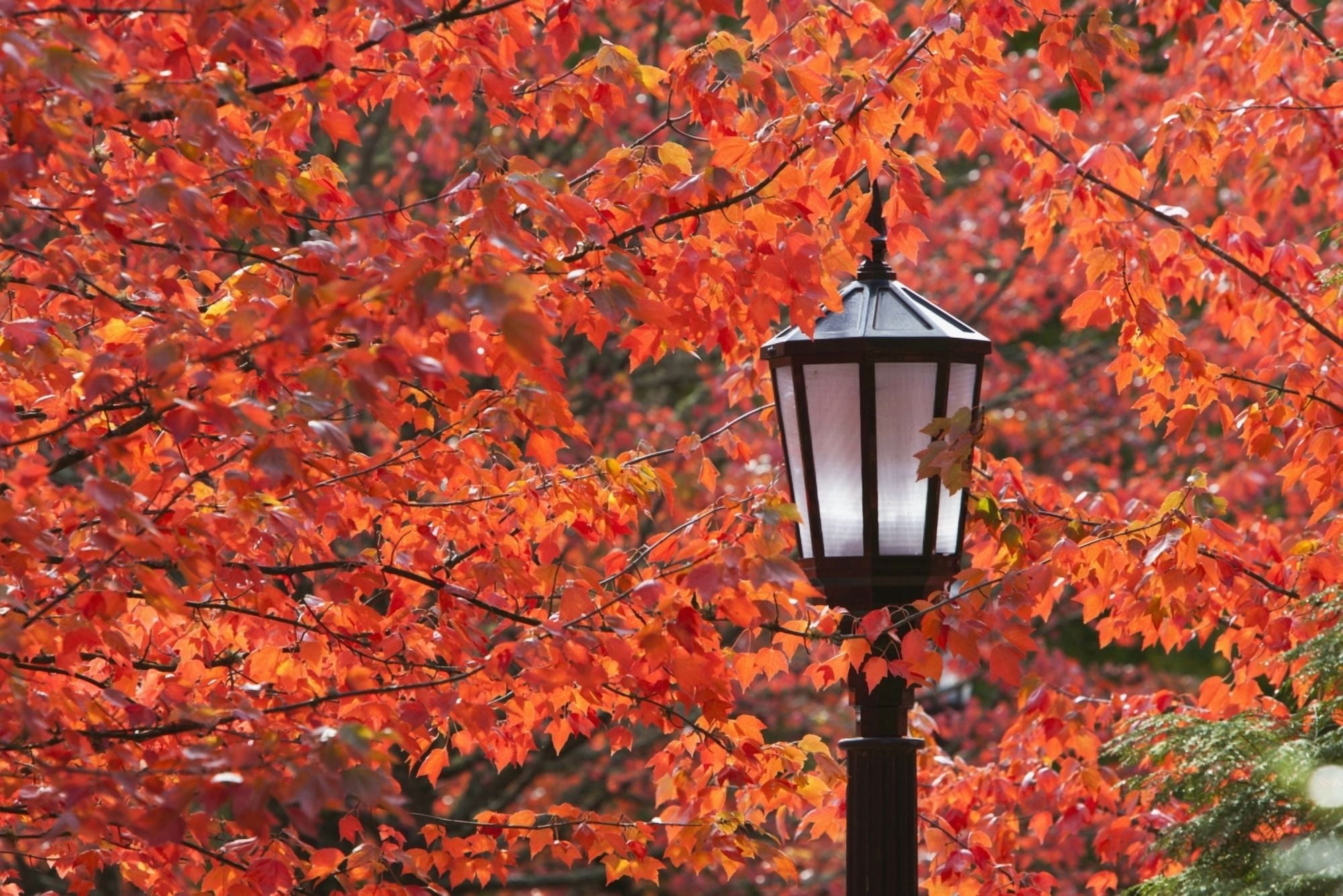 3 Color Sign Design Autumn Colors On The Leaves And A Light Post Portland Oregon United ...