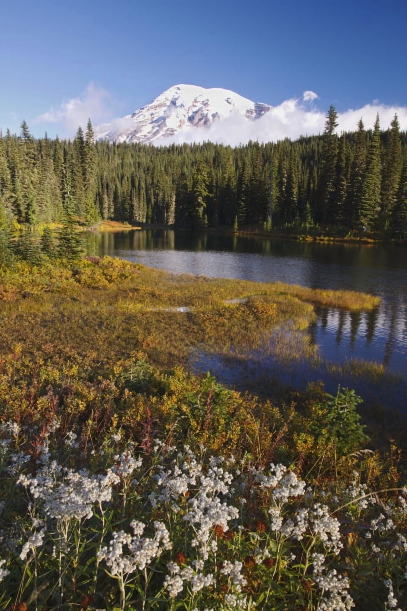 Autumn Colors At Reflection Lake And Mount Rainier In The Background In Mt Rainier National Park Washington United States Of America Canvas Art - Craig Tuttle Design Pics (12 x 19)