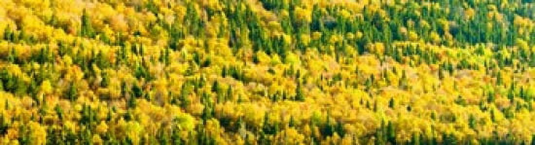 Autumn Colors at Appalachian Mountains Mount Carleton Provincial Park Restigouche County New Brunswick Canada Canvas Art - Panoramic Images (21 x 6)